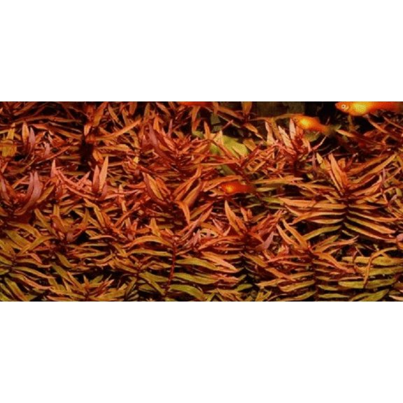 Ammania Gracilis Red Bunch Live Aquarium Plants Freshwater Aquatic Stem Plant for Fish Tanks & Aquascaping