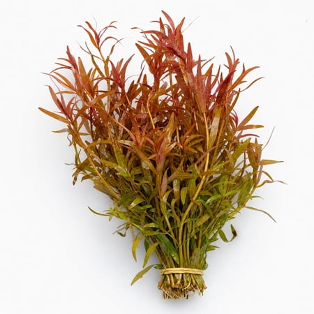 Canton Aquatics Ammannia Senegalensis Live Aquarium Plant, 1 Bunch, 5-8 inches
