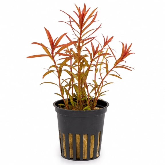 Canton Aquatics Ammania Senegalensis Live Aquarium Plant  Potted