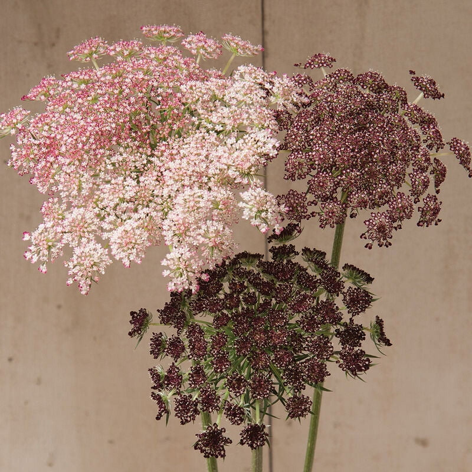 Queen Annes Lace Color