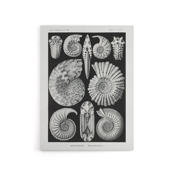 Ammonite Fossil Cephalopods Haeckel Botanical Canvas Wall Art 24X32"