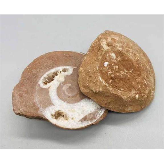 Ammonite Fossil Home Decor - Multicolor - 2 Pieces - Unique Natural Design