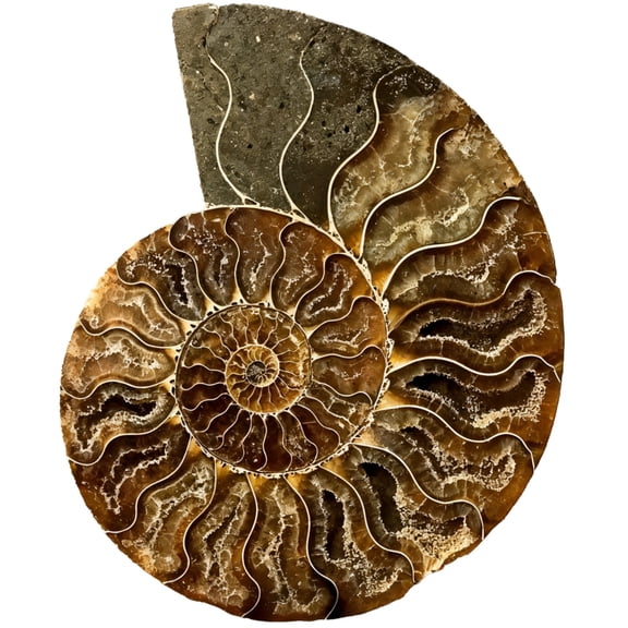 Ammonite Fossil Specimen, Natural Shell Design, 9-11 cm, Single Piece, Handcrafted Gift for Rock Collectors, Nature Lovers