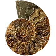 Ammonite Fossil Specimen, Natural Shell Design, 9-11 cm, Single Piece, Handcrafted Gift for Rock Collectors, Nature Lovers