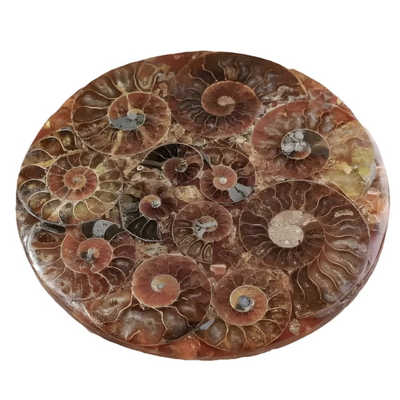 Ammonite Fossil Stone Coaster, 13 cm Round, Natural Polished Stone Decor, Single Piece Office Desk Accessory, Textured Fossil Surface, Elegant Home Style
