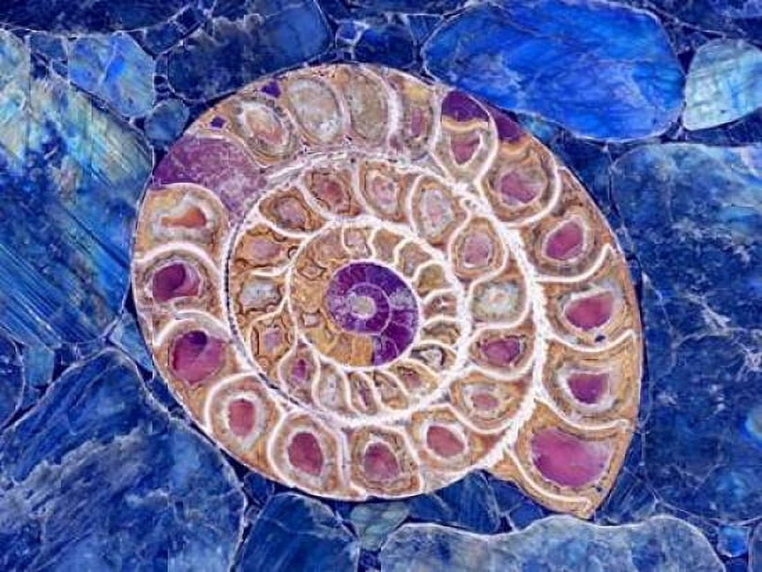 Ammonite in Labradorite Canvas Art - Douglas Taylor (18 x 24)