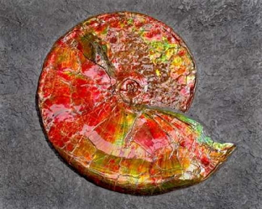 Ammonite in Matrix Canvas Art - Douglas Taylor (24 x 30)