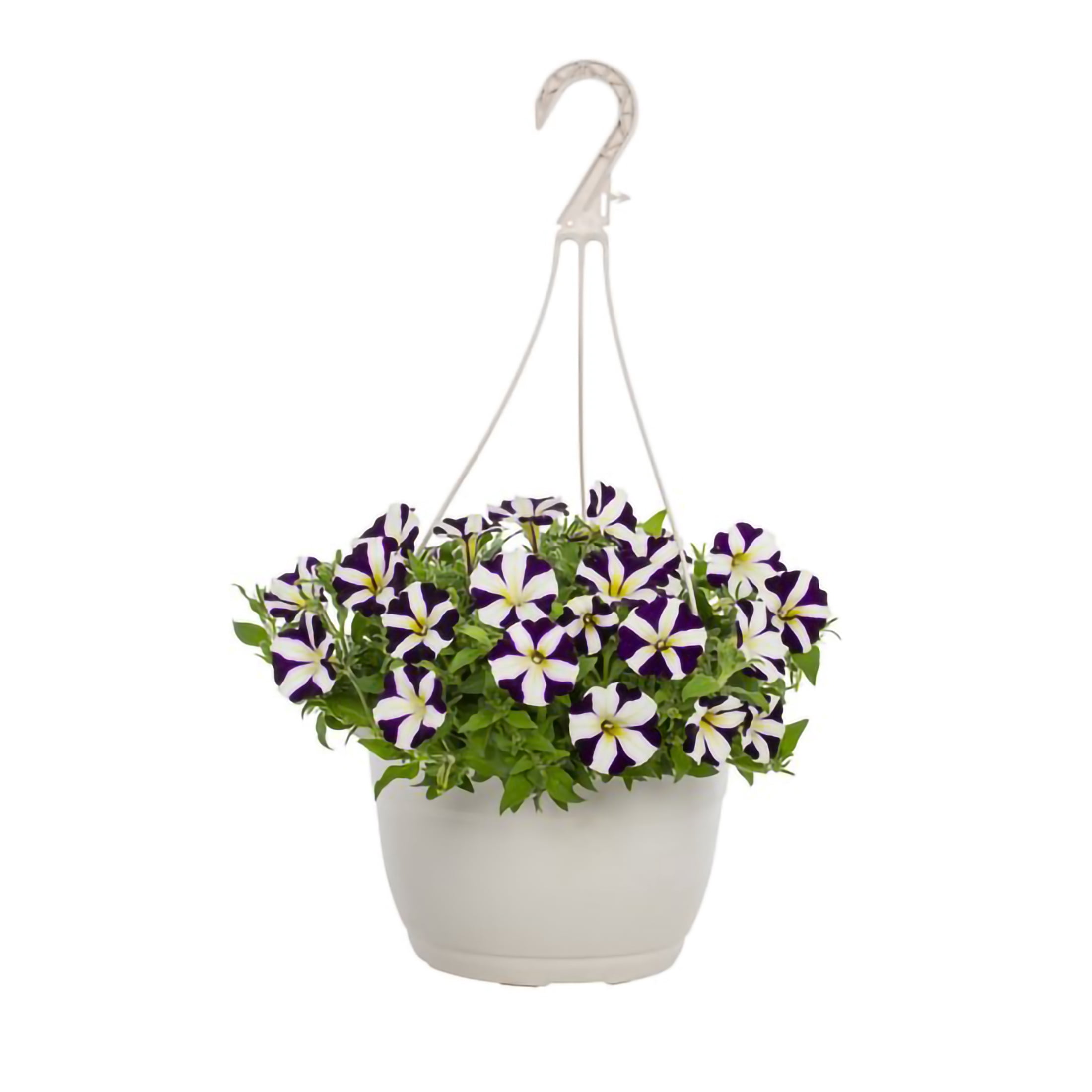 Amore 1.5 Gallon Petunia Pet-Friendly Purple Prince, Live Annual Plant, Full Sun