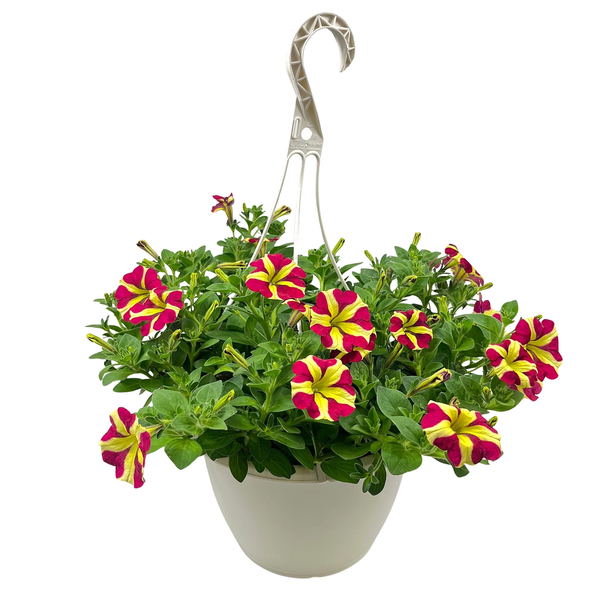 planter indoor plants Flutini