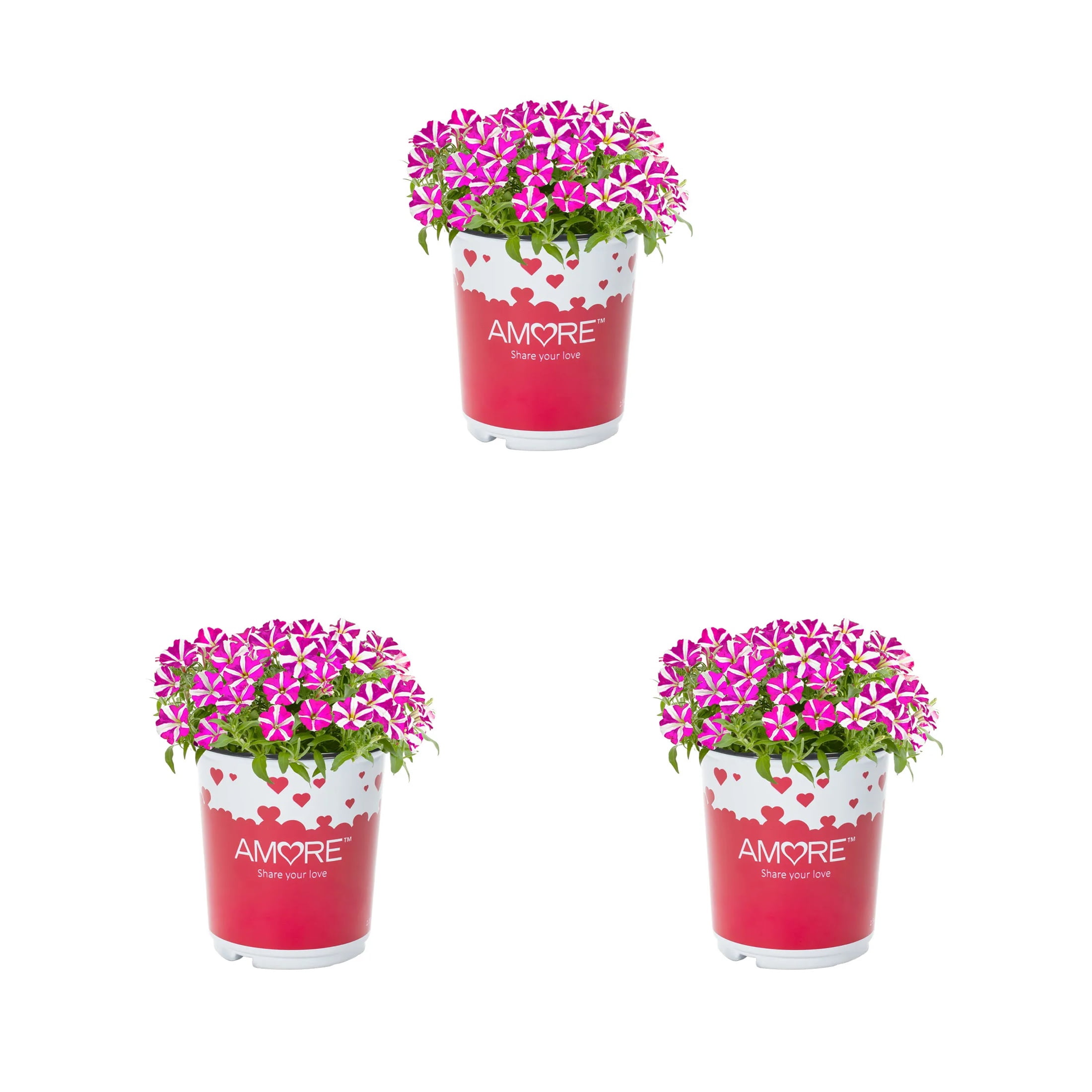 Amore 2QT Pink White Petunia Live Annual Plant Sun 3-Pack