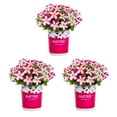 thumbnail image 1 of Amore 2.5QT Pink White Petunia Live Annual Plant Sun 3-Pack, 1 of 6