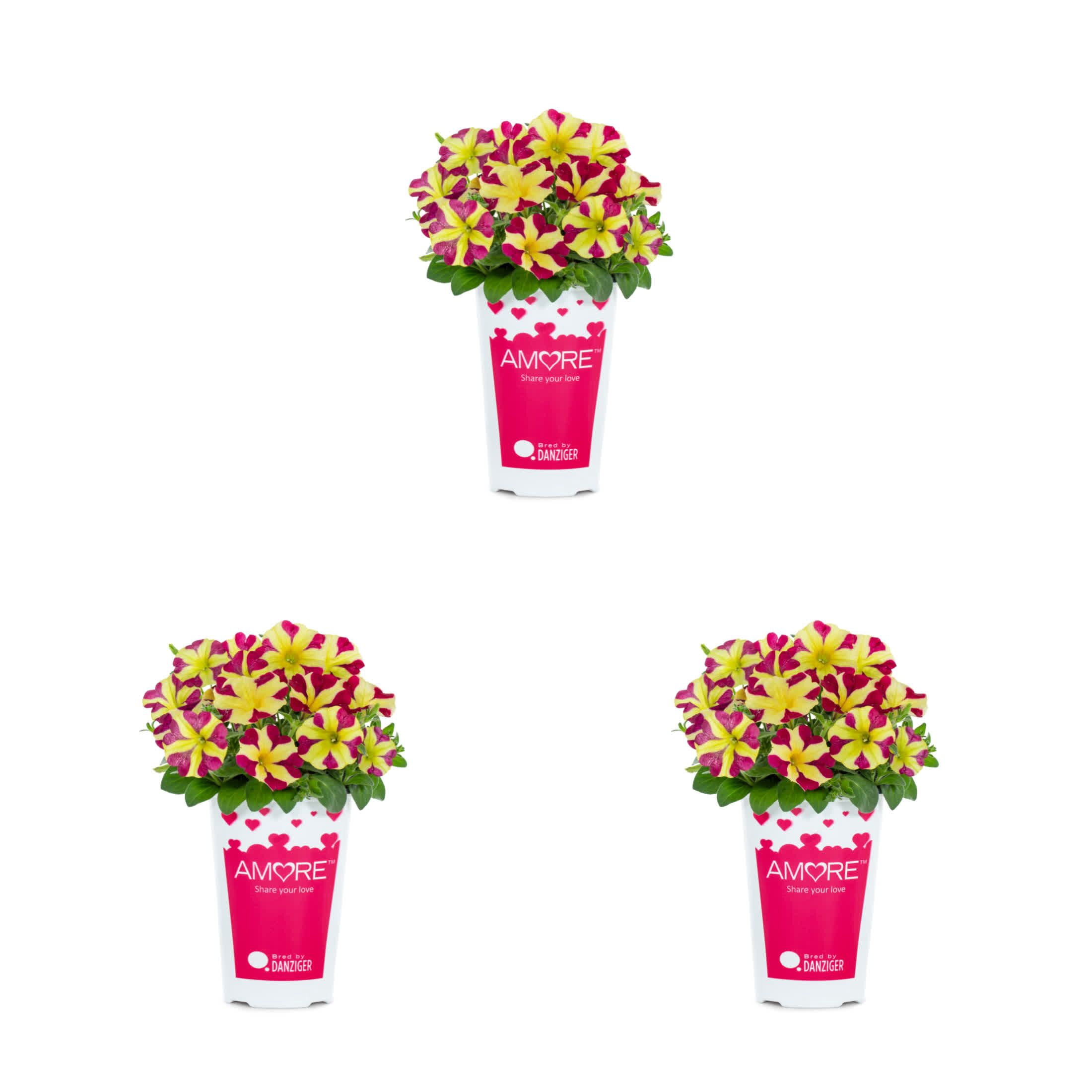 Amore 2QT Red Yellow Petunia Live Annual Plant Sun 3-Pack