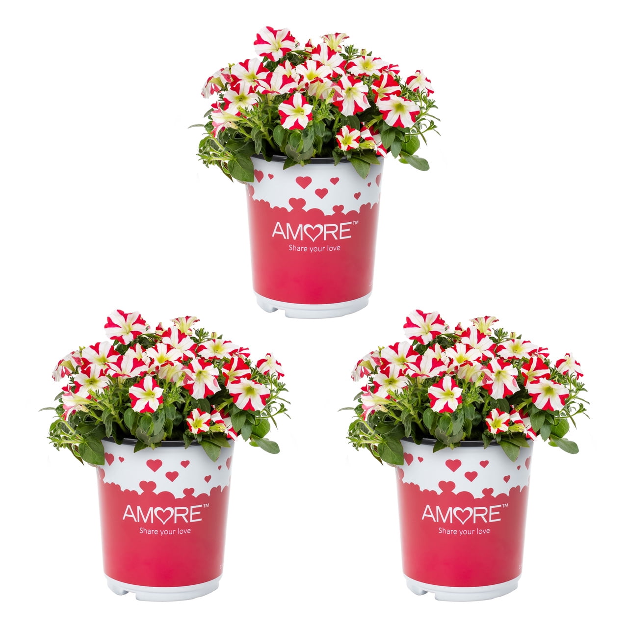 Amore 2QT Red White Petunia Live Annual Plant Sun 3-Pack