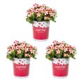 thumbnail image 1 of Amore 2.5QT Red White Petunia Live Annual Plant Sun 3-Pack, 1 of 6