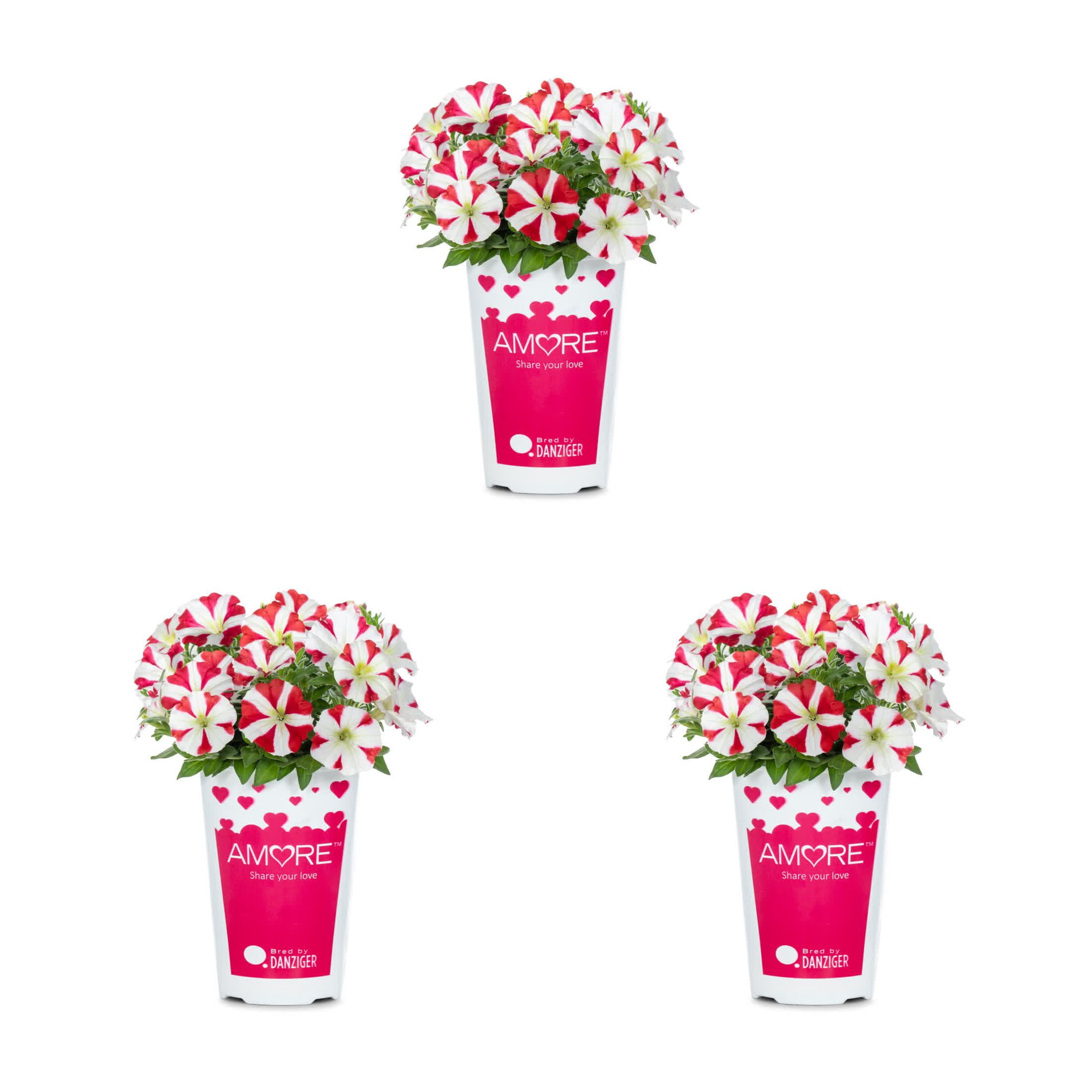 Amore 2QT Red White Petunia Live Annual Plant Sun 3-Pack - Walmart.com