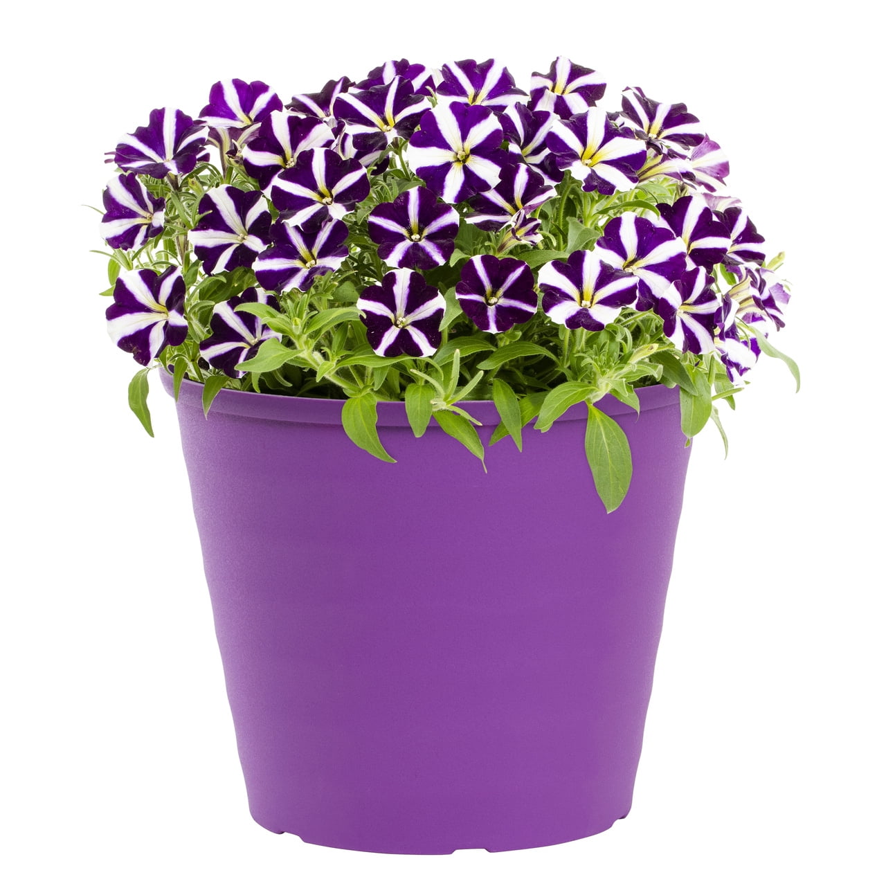 Amore 3QT Multicolor Petunia Live Plants with Decorative Planter