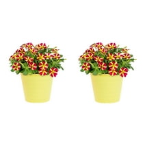 Amore 4" Multi-color Petunia Live Plants Decorative Pot (2 Count)