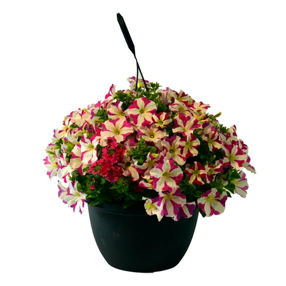 Amore Petunia 2 Gallon Hanging Basket Multicolor Trailing Petunia Multispecies Combo Annual Outdoor Live Plants Full Sun