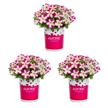 Amore Pink Hearts 2.5QT Pink White Petunia Live Plants Grower Pot (3 Count)