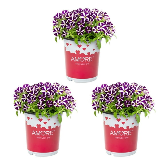 Amore Purple 2.5QT Purple White Petunia Live Plants Grower Pot (3 Count)