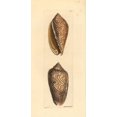 thumbnail image 1 of Amoria Undulata Sea Snail Poster Print By ® Florilegius Mary Evans (24 X 36), 1 of 1