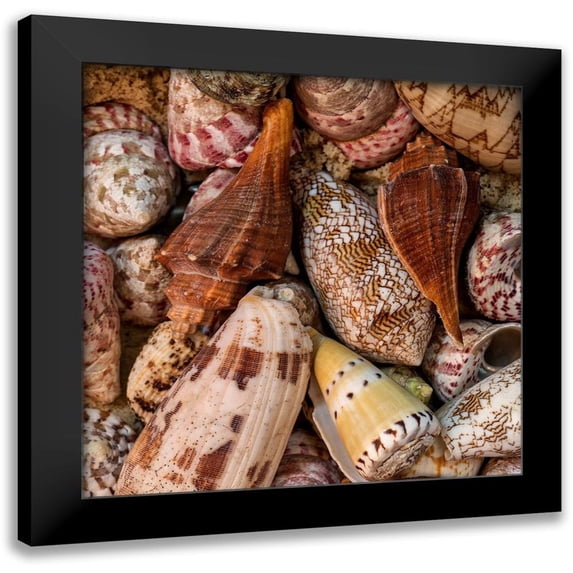 Amos, Andy 12x12 Black Modern Framed Museum Art Print Titled - Mini Conch Shells II