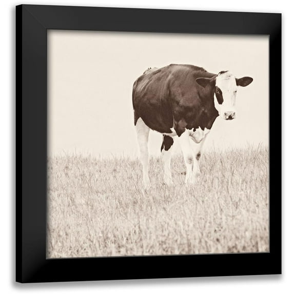 Amos, Andy 12x12 Black Modern Framed Museum Art Print Titled - Vintage Cow on Field