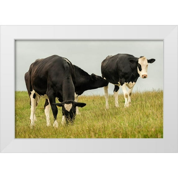 Amos, Andy 18x13 White Modern Wood Framed Museum Art Print Titled - Country Cows