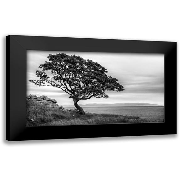 Amos, Andy 24x15 Black Modern Framed Museum Art Print Titled - Bonsai Tree
