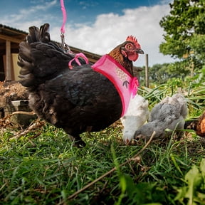 Amosfun 2-Pack Rooster with Pulling Rope Leash for Pet Hens in Multiple Assorted Colors