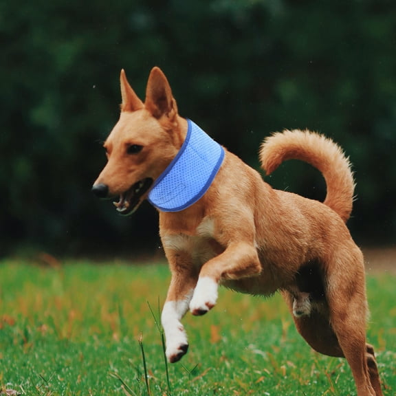 Amosfun Adjustable Blue Cooling Dog Collar Lightweight Breathable for Outdoor Use