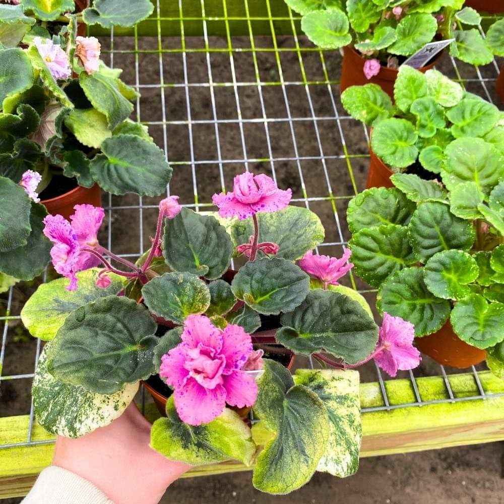 Amour Elite African Violet, 4 inch, Gesneriad Pink Flower Purple Splash ...