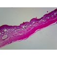 thumbnail image 1 of Slide, Amphibian Skin; Cross Section, 1 of 1