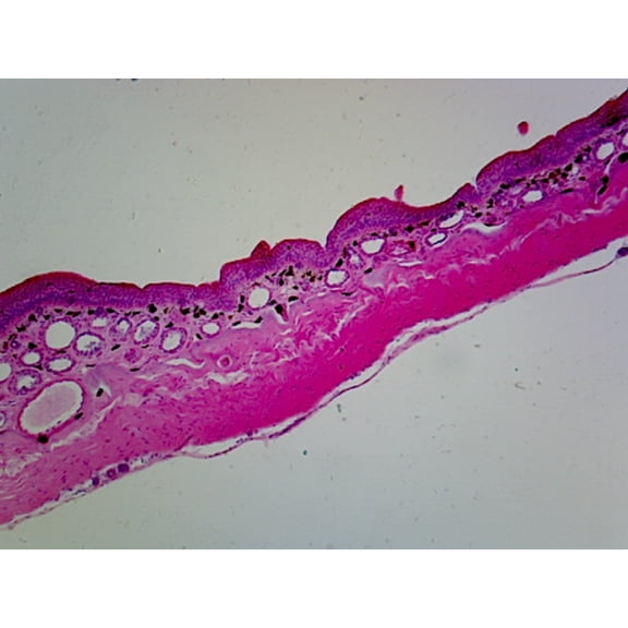 Slide, Amphibian Skin; Cross Section
