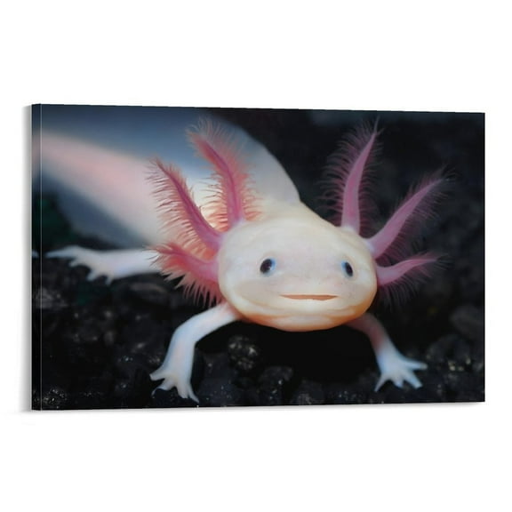 Amphibians of Mexico Axolotl Wallpapers Education Poster Canvas Poster Wall Art Picture Prints Hanging Photo Gift Decor Home Posters Artworks 24x36inch(60x90cm)