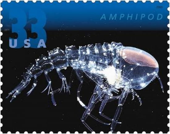 Amphipod Canvas Art - US POSTAL SERVICE (24 x 30)