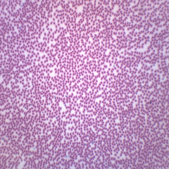 Amphiuma Blood Smear - Prepared Microscope Slide - 75 x 25mm - Biology & Microscopy - Eisco Labs