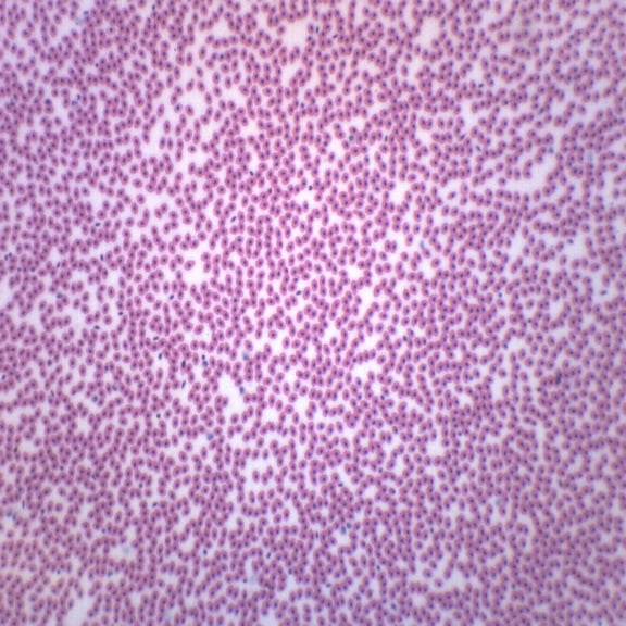 Amphiuma Blood Smear - Prepared Microscope Slide - 75 x 25mm - Biology & Microscopy - Eisco Labs