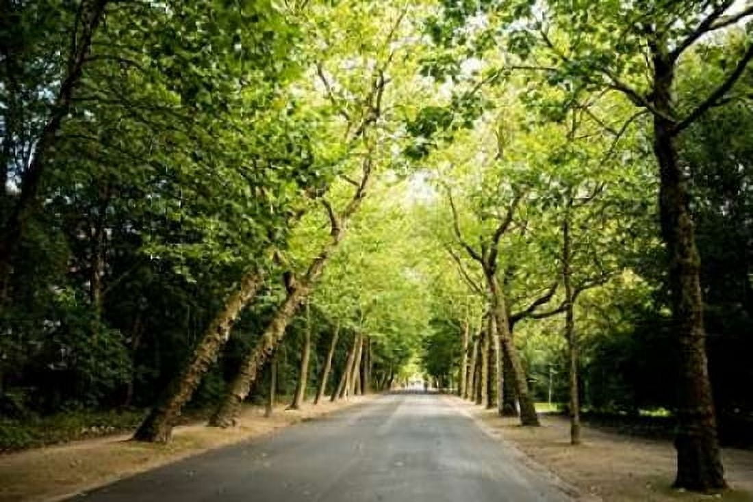 Amsterdam Vondelpark I Canvas Art - Erin Berzel (12 x 18)