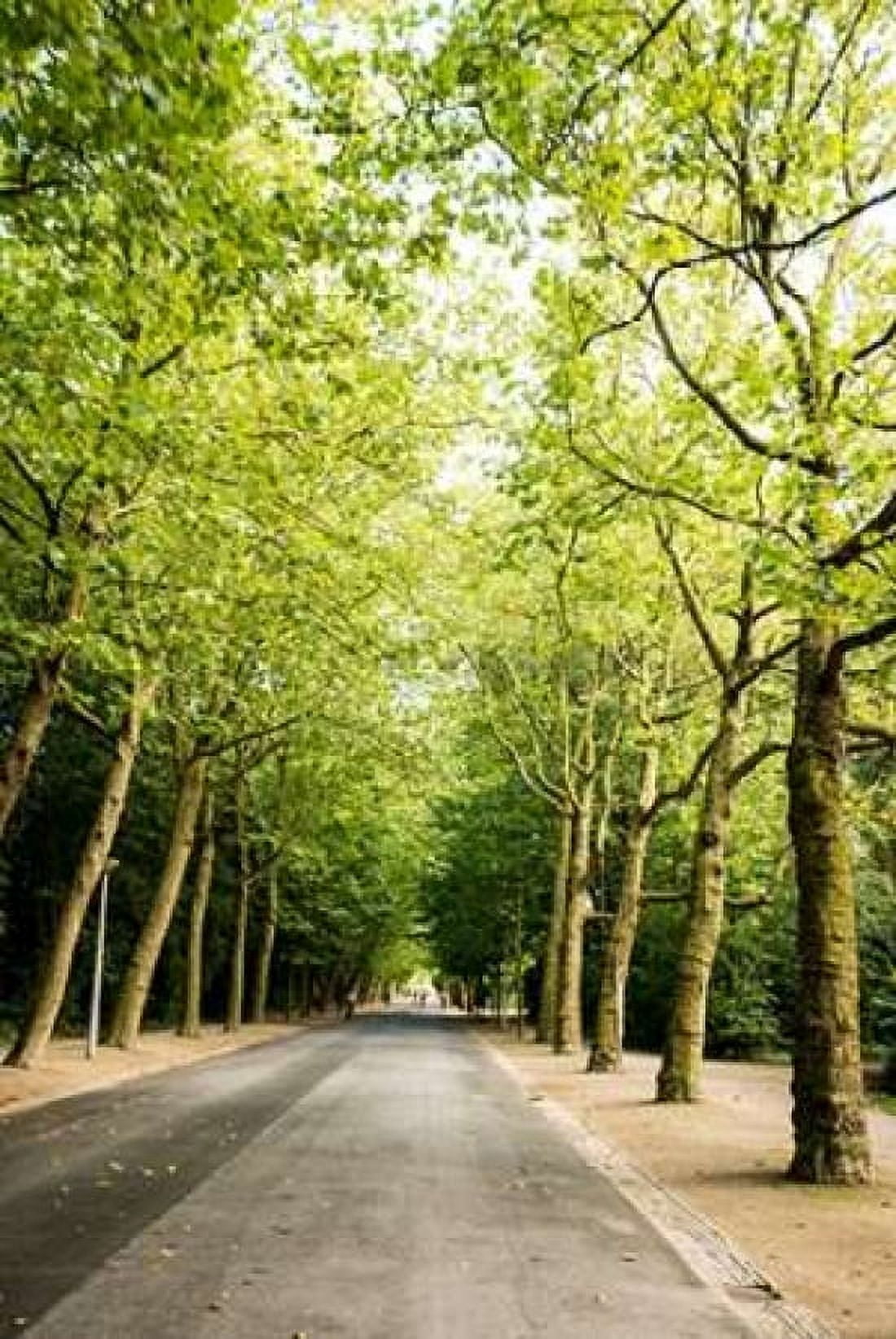 Amsterdam Vondelpark II Canvas Art - Erin Berzel (24 x 36)