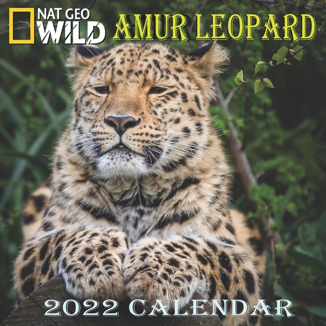 Amur Leopard Calendar 2022 AMUR LEOPARD calendar 2022 "8.5x8.5" Inch