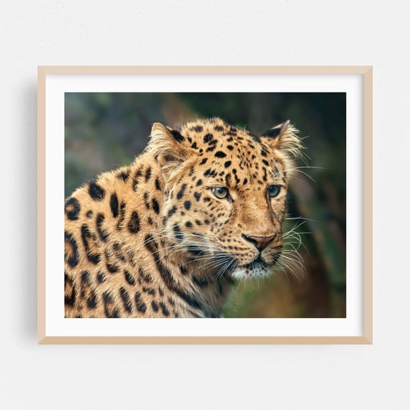 Amur Leopard - Photography Wildlife Animal Nature Portrait Jungle Wilderness Scenic Oak Framed Wall Art Print 11 x 14 inches