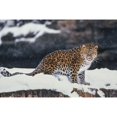thumbnail image 1 of Amur Leopard Standing In Snow by Tom Soucek / Design Pics, 1 of 1