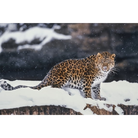 Amur Leopard Standing In Snow by Tom Soucek / Design Pics