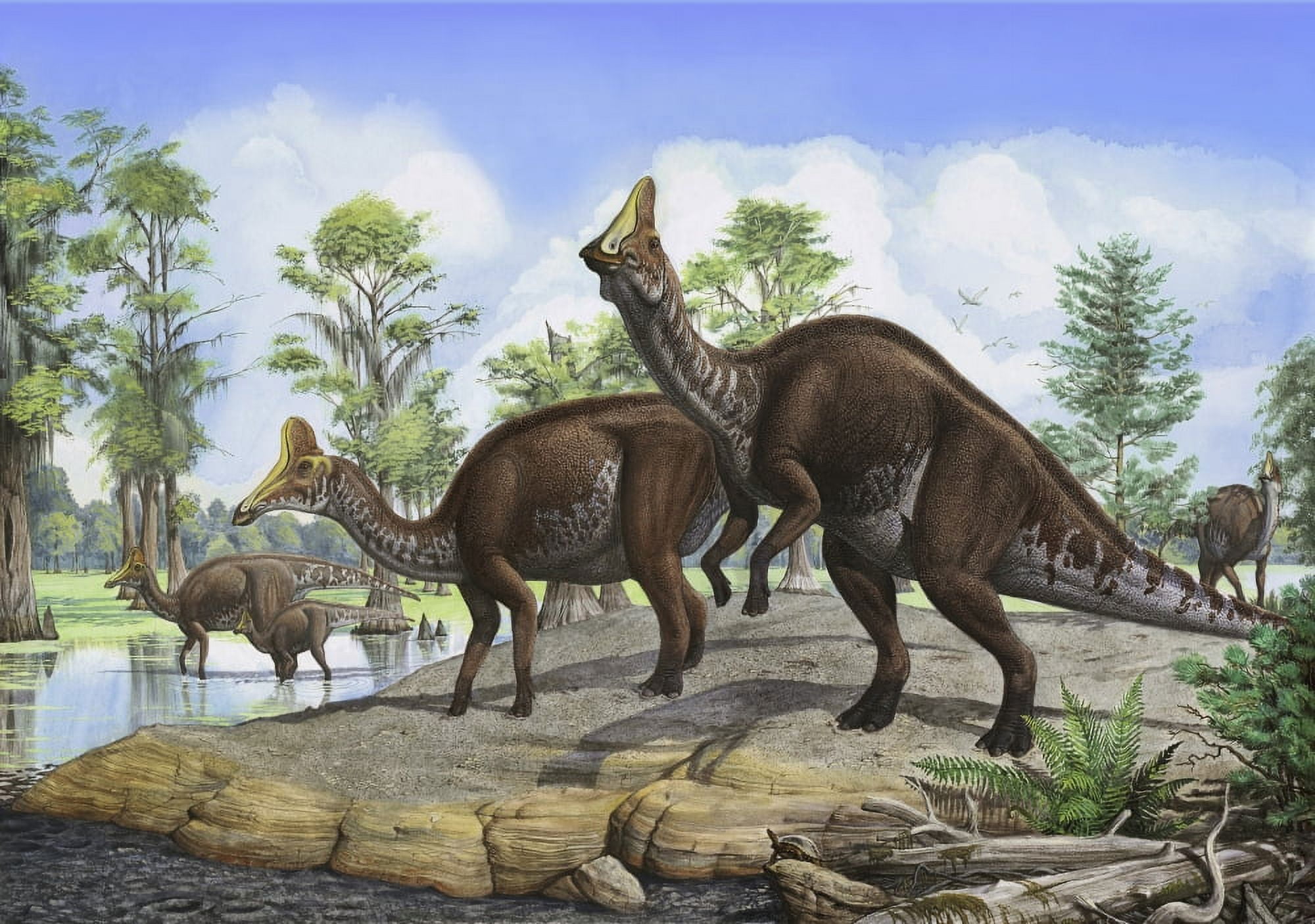 Amurosaurus riabinini dinosaurs grazing in prehistoric wetlands Canvas Art - Sergey KrasovskiyStocktrek Images (34 x 24)