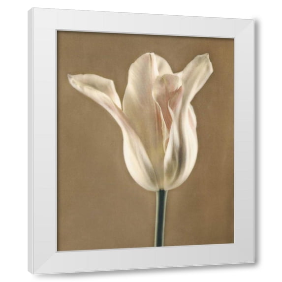 Amy Melious 26x32 White Modern Wood Framed Wall Art Titled - Lumiere Tulip I