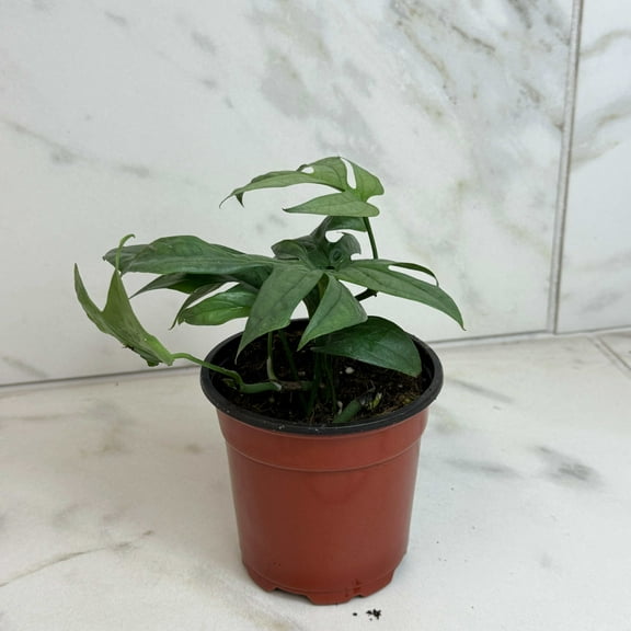 Amydrium Silver, 4" Plant, The Plant Farm