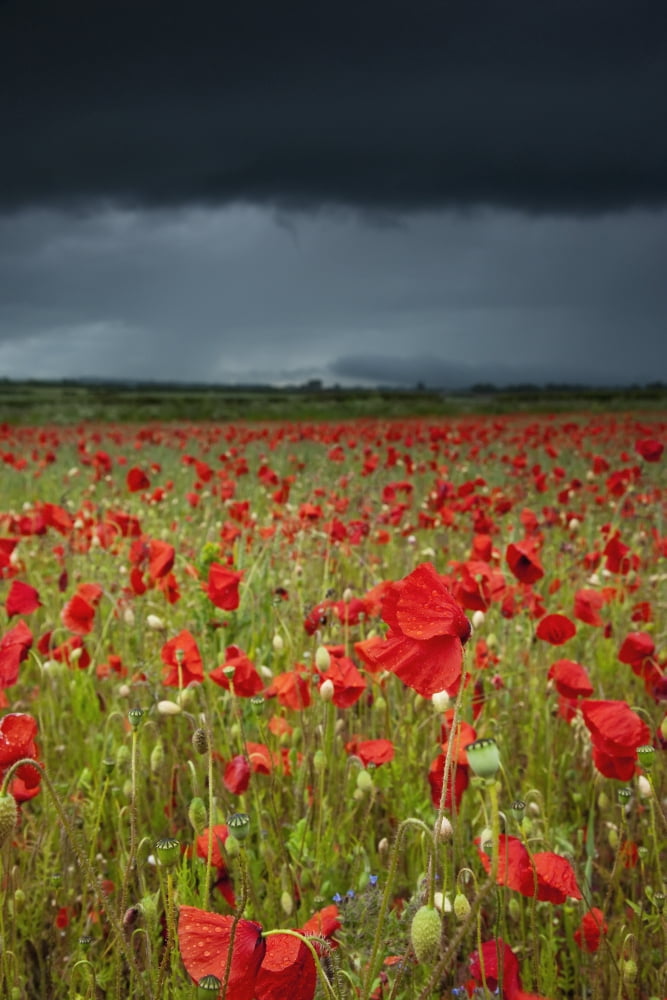An Abundance Of Poppies In A Field Under A Stormy Sky Northumberland England Canvas Art - John Short Design Pics (12 x 19)