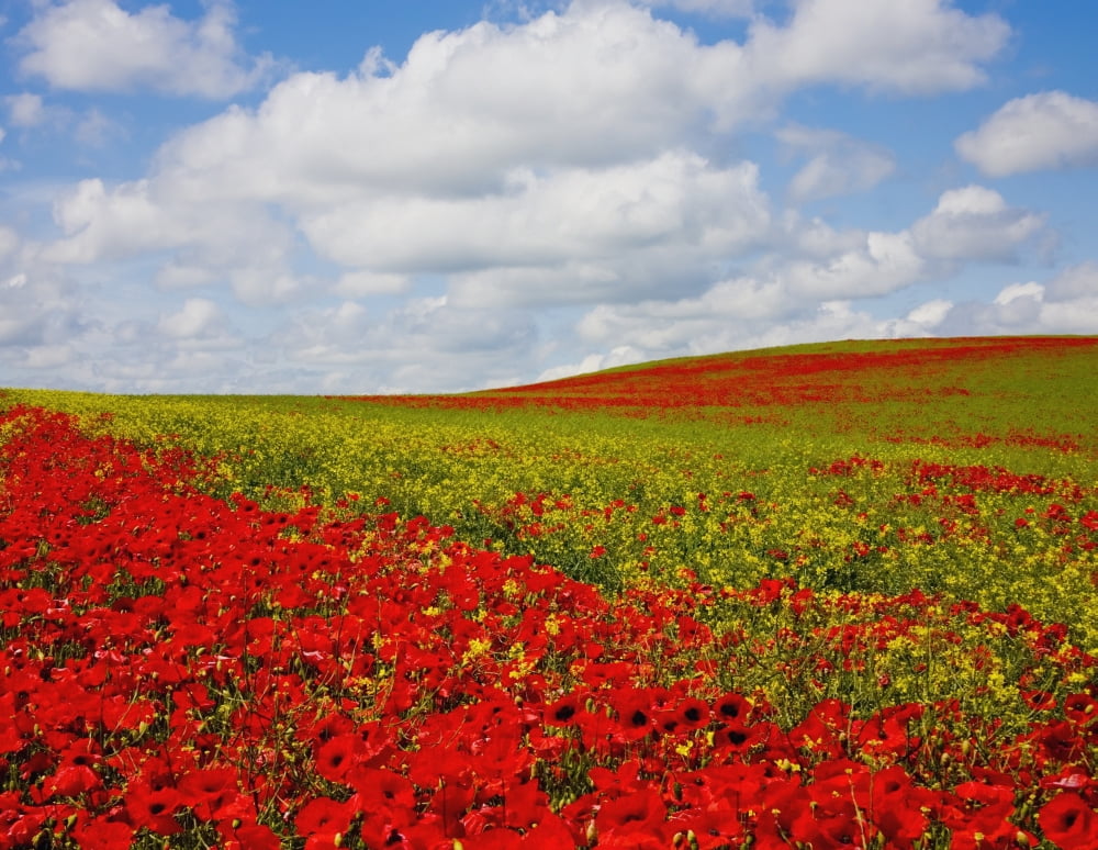 An Abundance Of Red Poppies In A Field Corbridge Northumberland England Canvas Art - Christine Giles  Design Pics (17 x 13)
