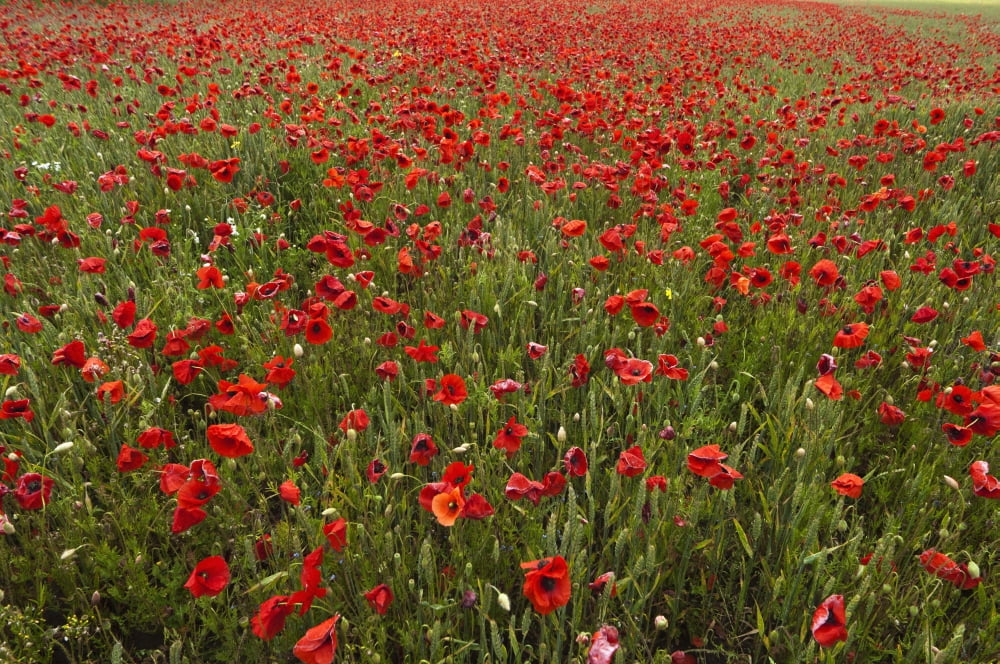 An Abundance Of Red Poppies In A Field Northumberland England Canvas Art - John Short Design Pics (19 x 12)